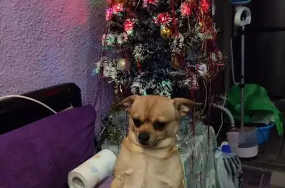 Пропала собака, Байкальская ул., Пойковский - photo