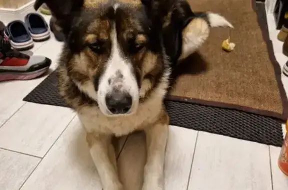 Найдена собака, Агалатовское, фото: Собака найдена в Агалатово, Ленобласть