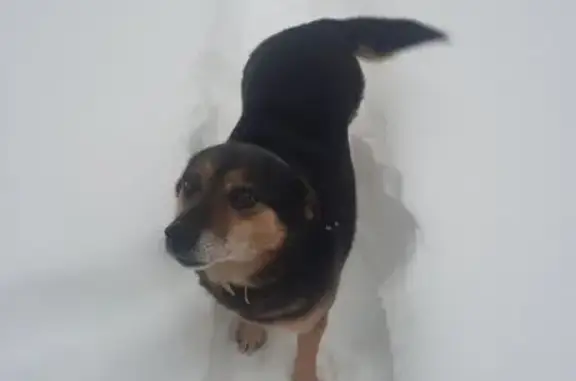 Пропала собака, Сысоево, МО - photo