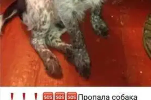 Пропала собака, ул. 15 лет Октября, 10 - photo