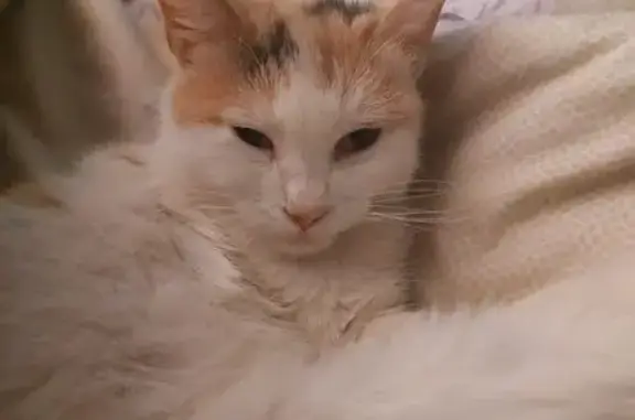 Пропала кошка, Владикавказ, Северная Осетия - photo