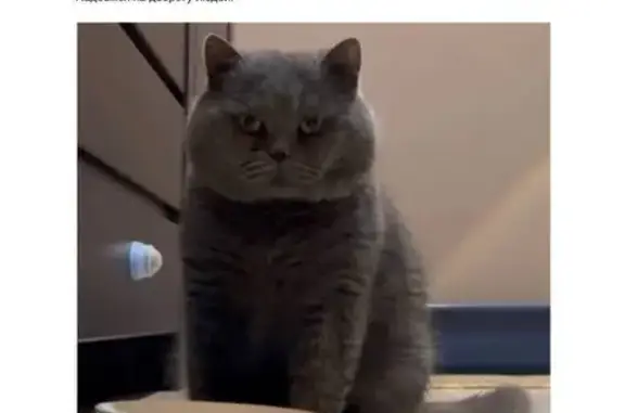 Кошки потеряшки, Кратово, фото: Потеряшка кошка, Шоссейная ул., Кратово