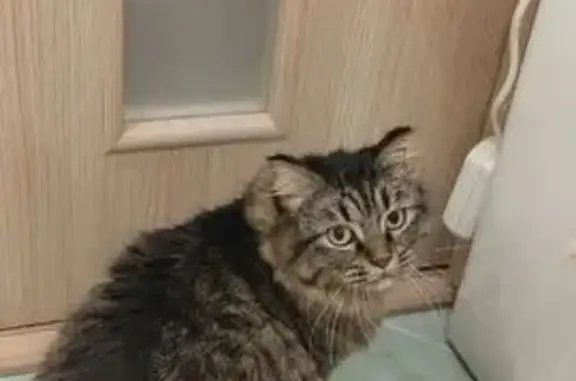 Пропала кошка Тишка, Набережные Челны - photo