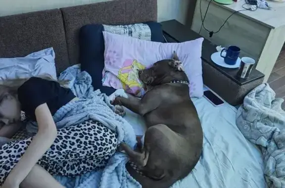 Пропала собака, ул. Калинина 55, Невинномысск - photo