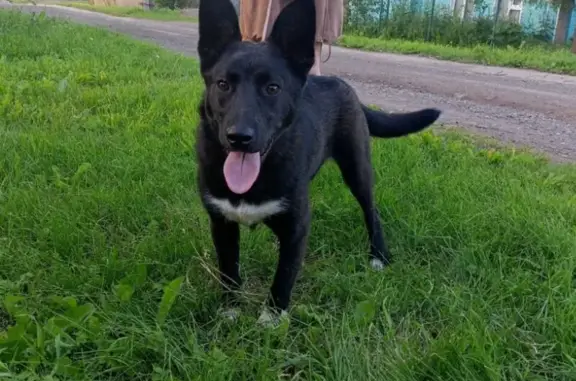 Пропала собака, Перекопская ул., Лысьва - photo