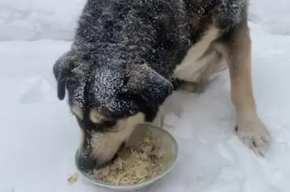 Найдена собака, Порошкино, фото: Метис овчарки найден в Порошкино, ЛО