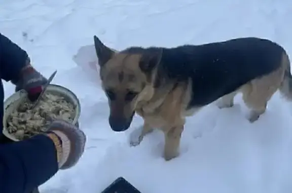 Найдена собака, Сергиево-Посадский городской округ, фото: Найдена собака, А-108, МО