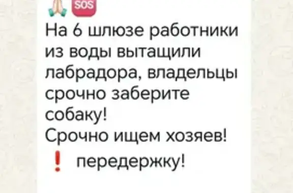 Найдена собака, Волгоград, фото: Собака найдена: Волгоград, Волгоградская обл.