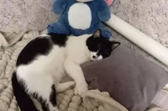 Пропала кошка, ул. 107-й Стрелковой, 44 - photo