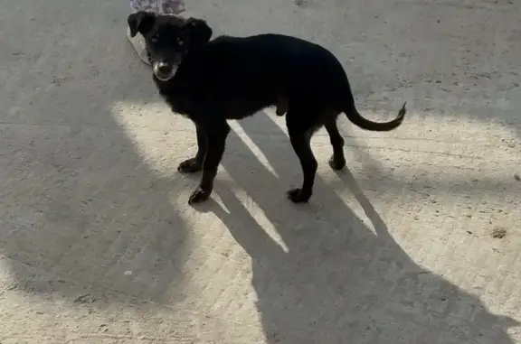 Пропала собака, Мятная ул., Махачкала - photo