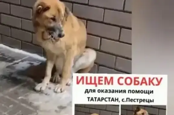 Пропала собака, Татарстан, сломана челюсть - photo