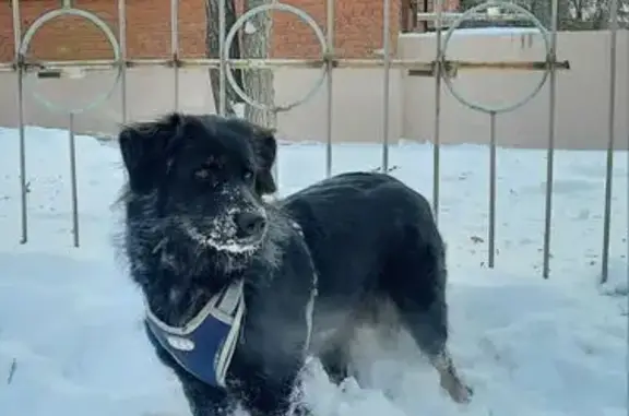 Пропала собака, Лермонтова 327, Иркутск - photo