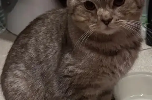 Найдена кошка, Москва, фото: Кот найден: Рязанский проспект, Москва