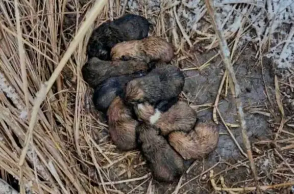 Помогите щенкам, Большая Садовая, Ростов-на-Дону - photo