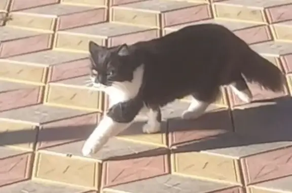 Пропала кошка, 60К-8, Зимовники - photo