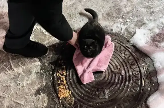 Объявления о пропавших и найденных животных, Саратов, фото: Кошка найдена у 7mobile на Зарубина, Саратов