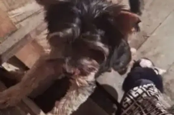 Пропала собака, Черкесск, Сиреневая ул. - photo