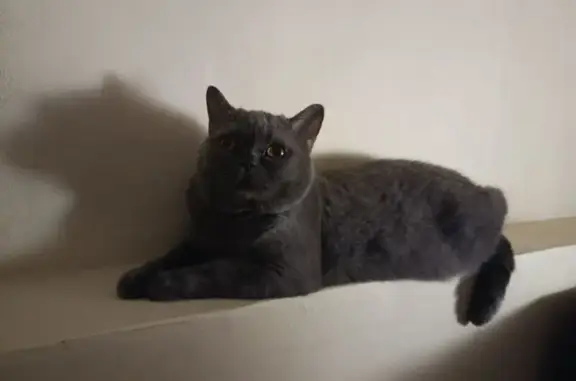 Пропала кошка, Тихорецкая 57, Батайск - photo