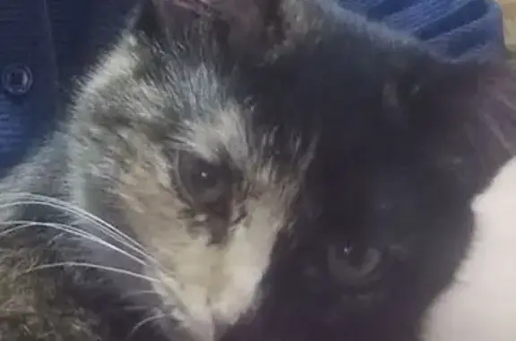 Пропала кошка, Горяйновка, Кочкуровская трасса - photo