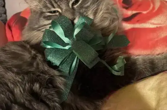 Пропала кошка, ул. Мичурина 8, Химки - photo