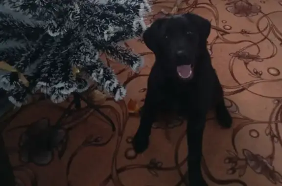 Пропала собака, ул. Будённого, 187 - photo