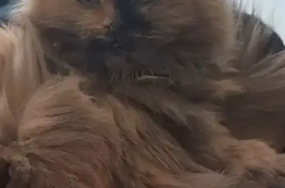 Найдена кошка, Усолье-Сибирское, фото: Кошка найдена: Толбухина 28, Усолье-Сибирское