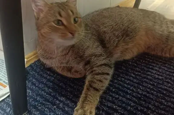 Найдена кошка, Уфа, фото: Кошка найдена у ост. Спортивная, Архангельск