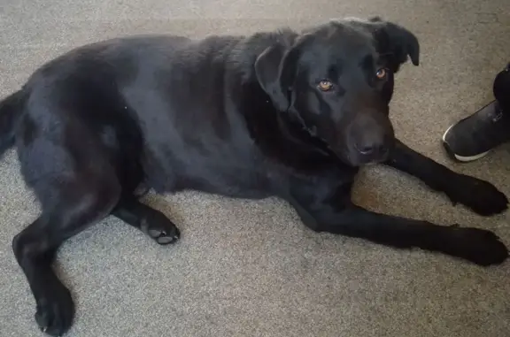 Найдена собака, Южно-Сахалинск, фото: Собака найдена: Молодёжная 7, Южно-Сахалинск