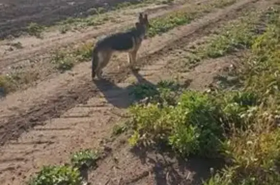 Пропала собака, Зугалайская ул., Могойтуй - photo