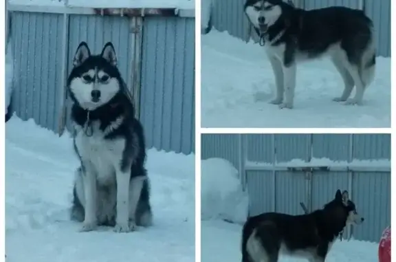 Объявления о пропавших и найденных животных, Мичуринский сельсовет, фото: Хаски найдена в Мичуринском сельсовете