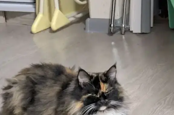 Пропала кошка, Ленинградский пр., 346 к1 - photo