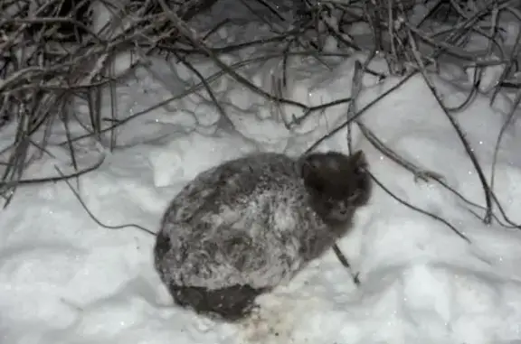 Найдена кошка, Санкт-Петербург, фото: Серая кошка найдена на Козлова, 41 к1