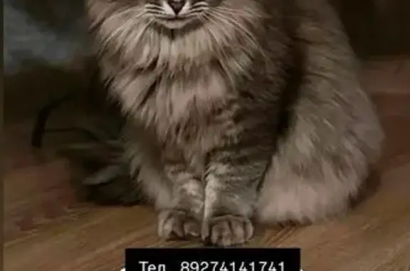 Пропала кошка Нюша, Яна Юдина 29, Казань - photo