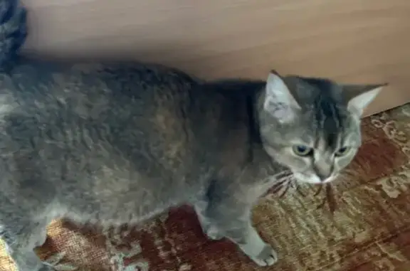 Объявления о пропавших и найденных животных, Балаково, фото: Кошка найдена на наб. 50 лет ВЛКСМ, Балаково