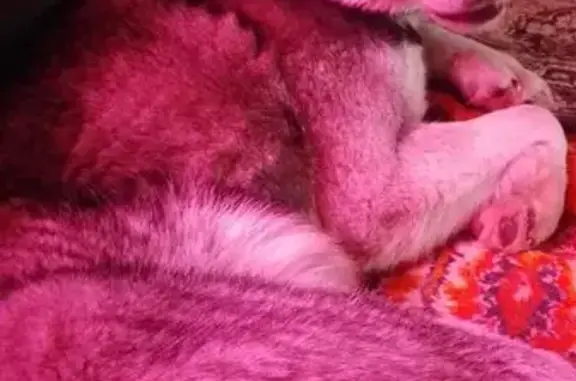 Найдена собака, Новокузнецк, фото: Хаски найдена, Ферросплавный проезд 7 к1