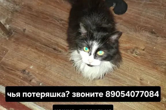 Найдена кошка, Приморско-Ахтарск, фото: Кошка найдена в Приморско-Ахтарске