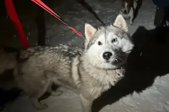 Найдена собака, Серпухов, фото: Хаски найдена, ул. Ленина 108, Серпухов