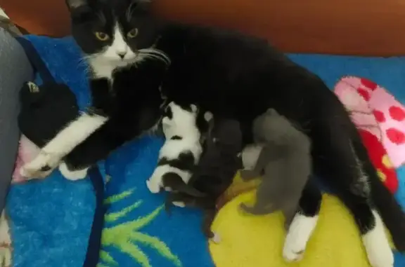 Пропала кошка, ул. Попова 67, Белгород - photo