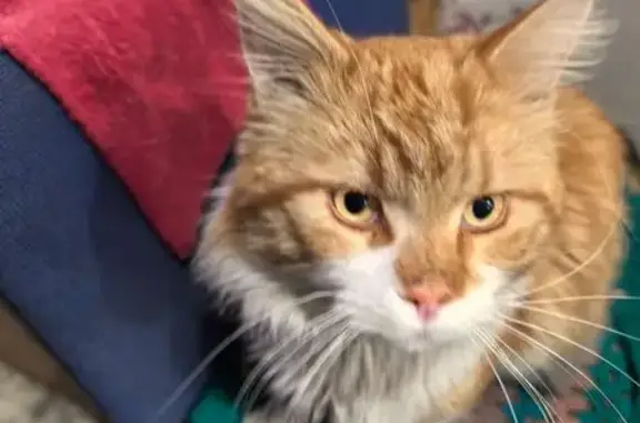 Пропала кошка, Читинский пр., 19, Барнаул - photo