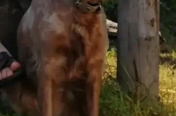 Пропала собака, Пионерная ул., Излучинск - photo