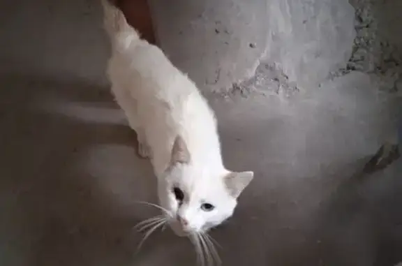 Пропала кошка, Рязань, Рязанская обл. - photo