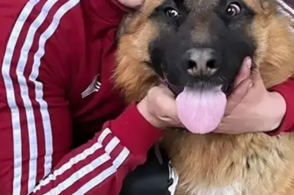 Пропала собака, Чита, Забайкалье - photo