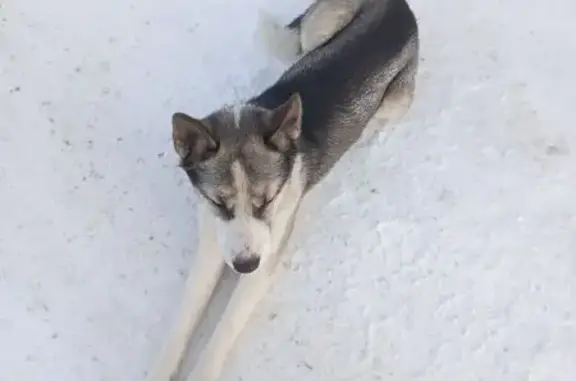 Найдена собака, Томск, фото: Найдена собака: ул. Усть-Киргизка, 3А