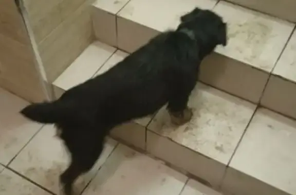 Найдена собака, Свердловский, фото: Ягтерьер найден: ул. Строителей, Свердловский