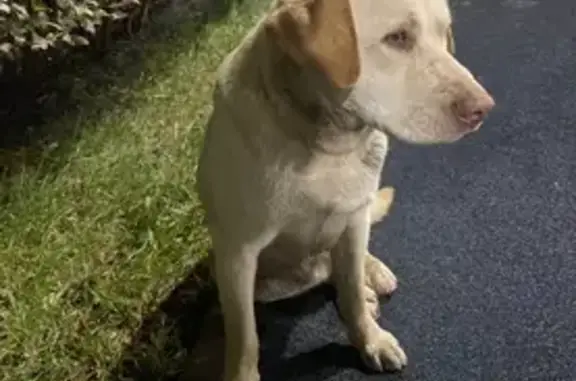 Найдена собака, Краснодар, фото: Лабрадор найден на Конгрессной улице, Краснодар