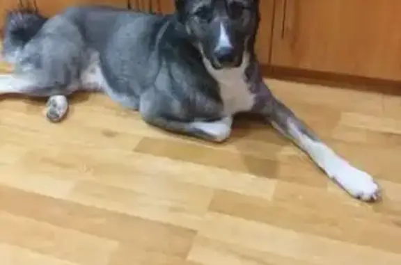 Пропала собака Лайка, Братск-Усть-Илимск - photo