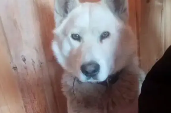 Собаки потеряшки, Аргаяш, фото: Потеряшка собака в Аргаяше, Челябинская обл.