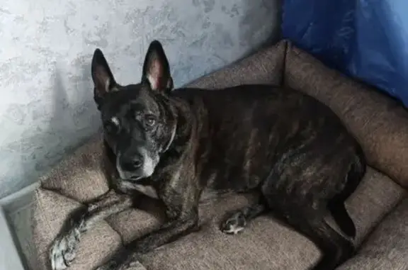 Пропала собака на ул. Безыменского, 17Г - photo