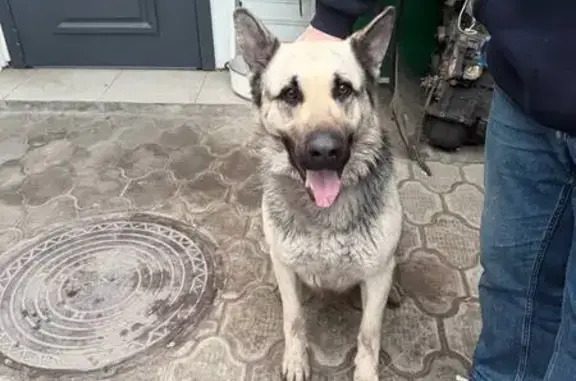 Найдена собака, Ростов-на-Дону, фото: Собака найдена, пл. Карла Маркса, РнД