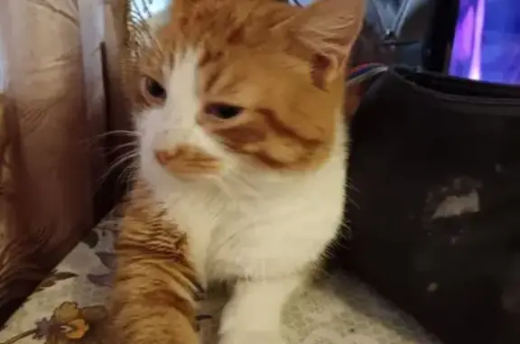 Найдена кошка, Калуга, фото: Кошка найдена: Хрустальная 52, Калуга